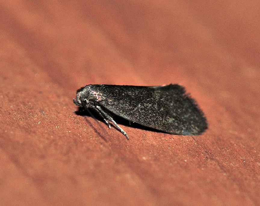 Micro nero vellutato